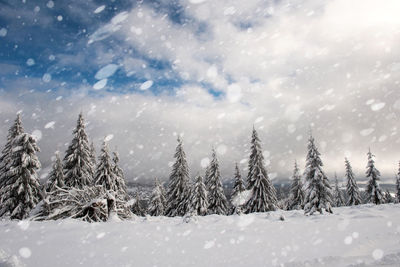 Snow covered pine trees against sky