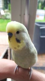 Close-up of hand holding bird