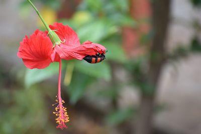 Close-up of red hibiscus flower