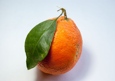 Close-up of orange fruit against white background