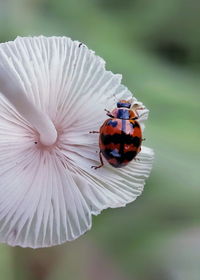 Close-up of insect on white flower