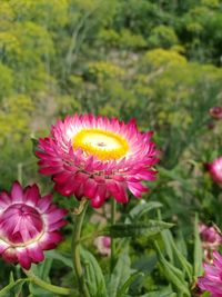 Close-up of pink flower blooming outdoors