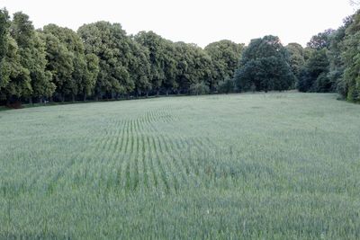 Scenic view of trees on field against sky