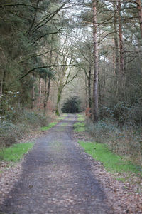 Road amidst trees in forest