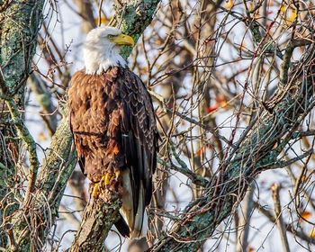 Bird perching on branch