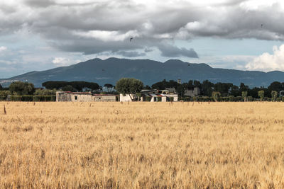 Scenic view of field against sky