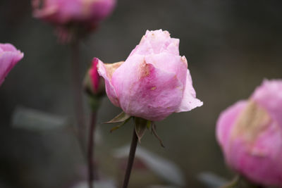 Close-up of pink rose growing outdoors