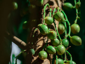 Close-up of fruits growing on tree