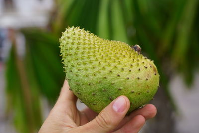 Close-up of hand holding fruit