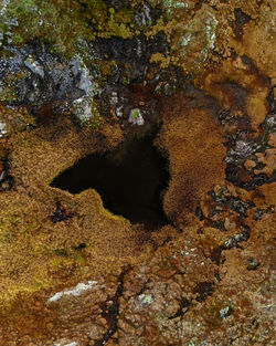 High angle view of crab in sea