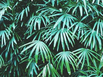 Full frame shot of green leaves