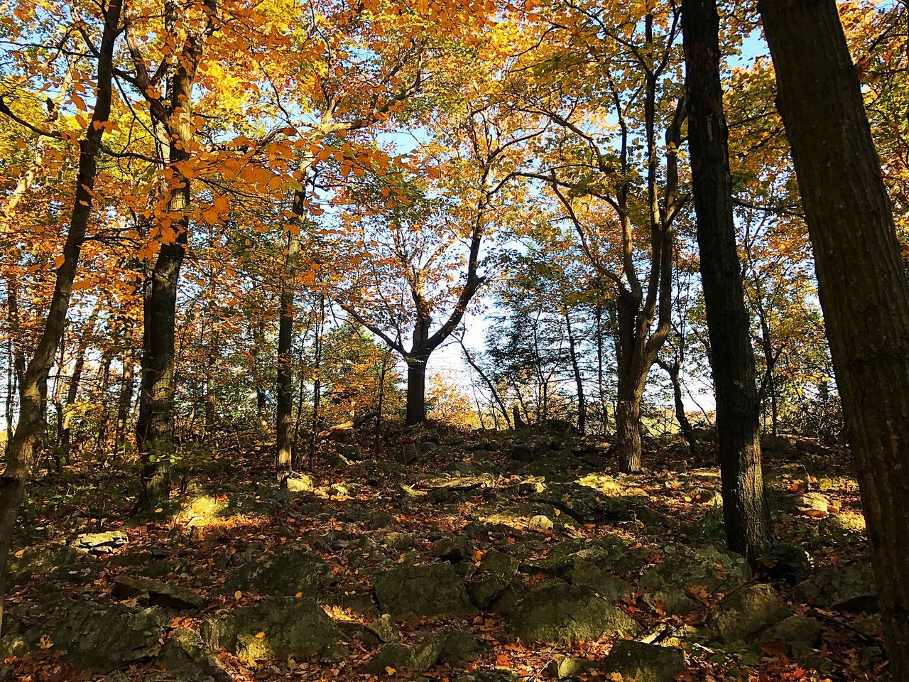 Hawk mountain