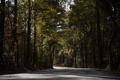 Road amidst trees in forest