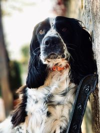 Close-up portrait of dog