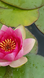 Close-up of pink water lily