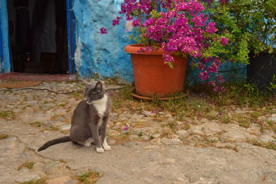 Cat sitting outdoors