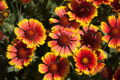 Close-up of multi colored flowering plants