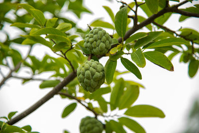 Low angle view of berries growing on tree