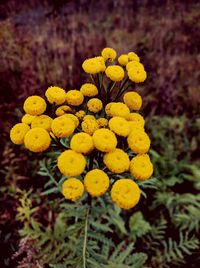 Close-up of yellow flowers