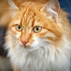 Close-up portrait of ginger cat