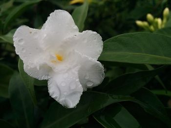 Close-up of wet white flower blooming outdoors