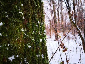 Trees growing in forest during autumn