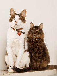 Portrait of cat sitting against white background