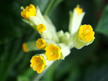 Close-up of yellow flower