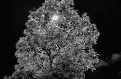 Low angle view of illuminated tree against sky at night