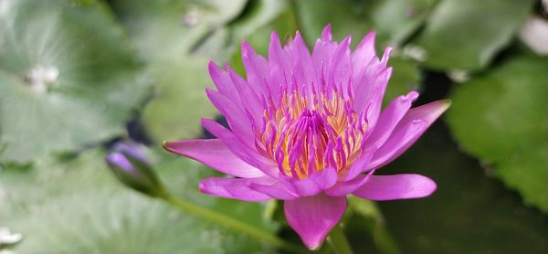 Close-up of pink flower