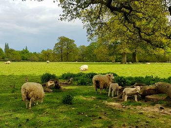 Sheep grazing in a field