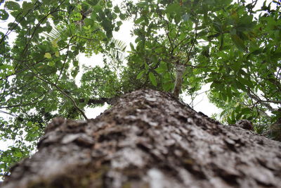 Low angle view of tree trunk