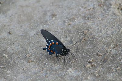 High angle view of butterfly on land