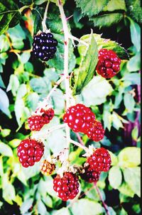 Close-up of raspberries growing on tree