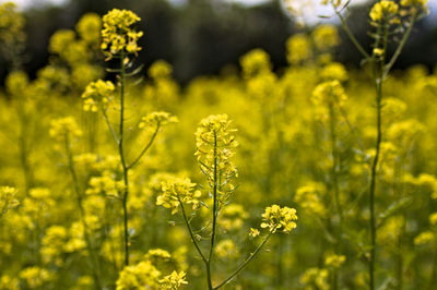 Close-up of fresh yellow flowering plants on field