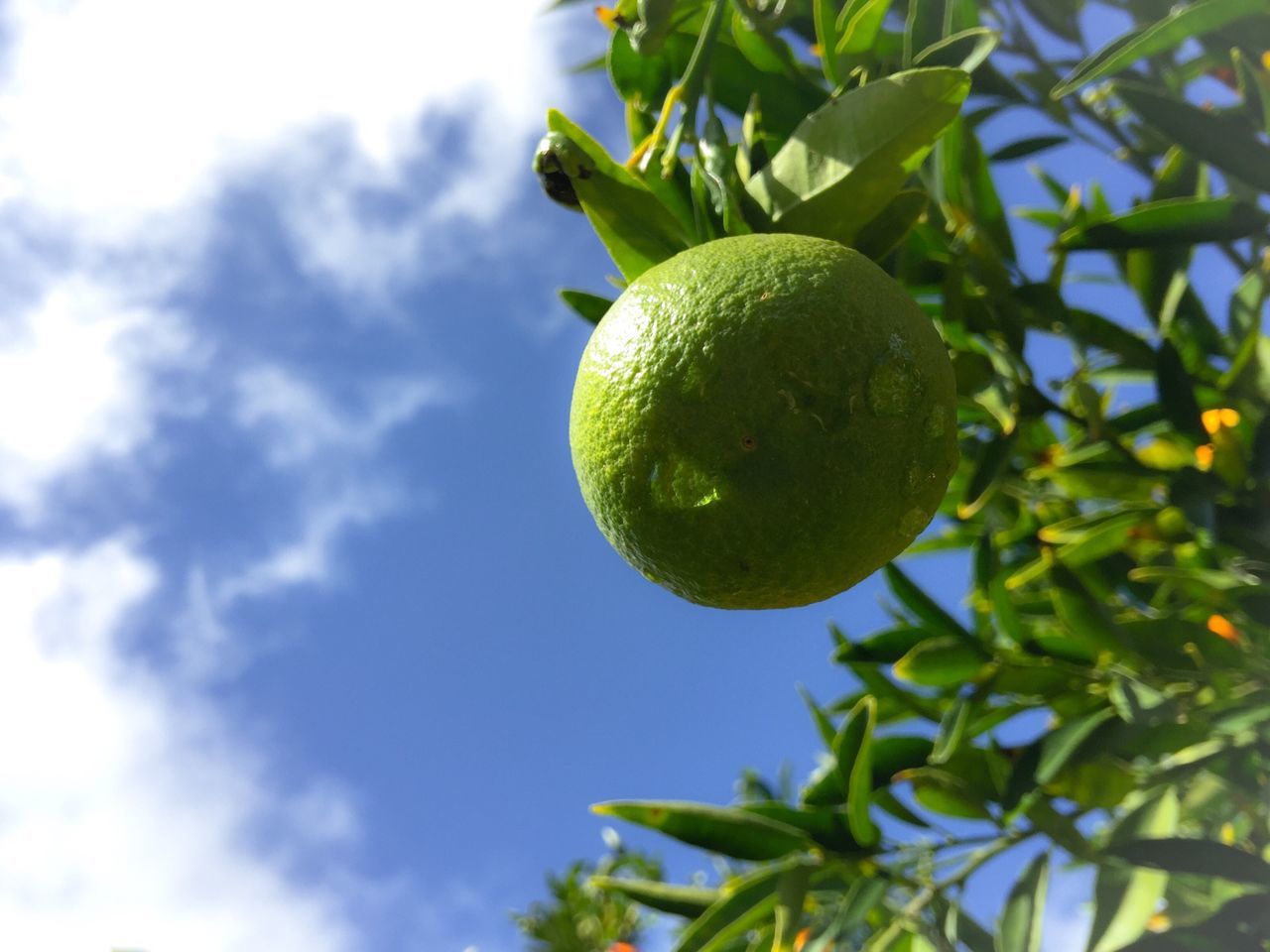 fruit, food and drink, tree, green color, growth, freshness, leaf, low angle view, healthy eating, food, close-up, branch, nature, sky, beauty in nature, ripe, day, outdoors, no people, sunlight