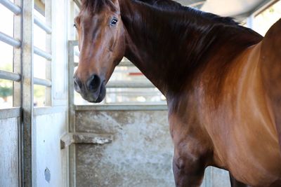 Close-up of horse