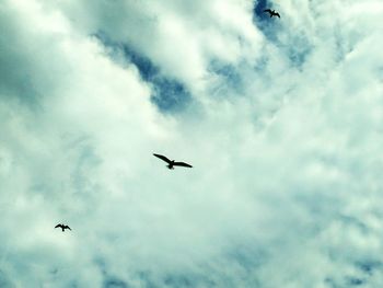 Low angle view of birds flying in sky