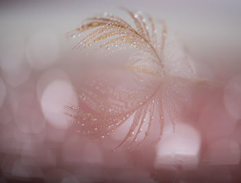 Close-up of wet flower