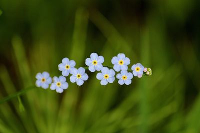 Close-up of forget-me-not blooming outdoors