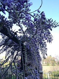 Low angle view of flowering plant against sky