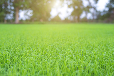 Close-up of grass in field