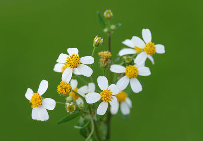 Close-up of white flowering plant