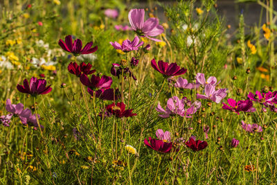 Close-up of pink flowering plants on field