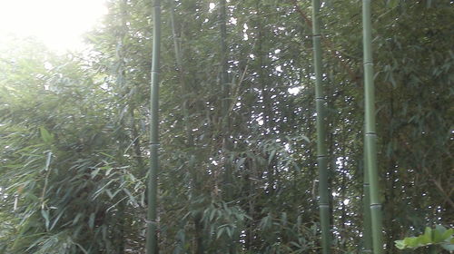 Trees growing in forest