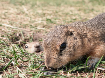 Close-up of rabbit on field