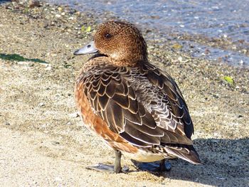 Close-up of mallard duck