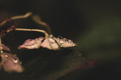 Close-up of water drops on plant