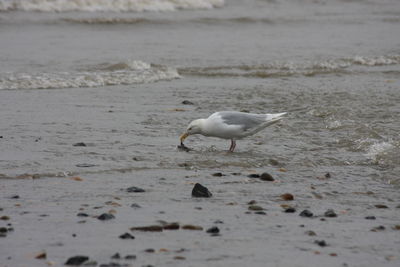 Seagulls on beach