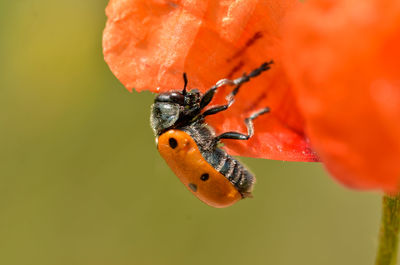 Close-up of insect on red flower